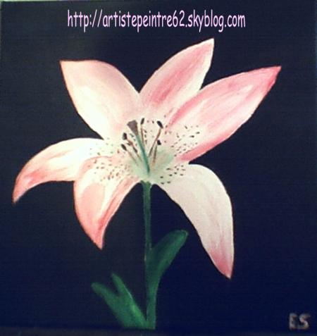 Lys rose sur fond noir 